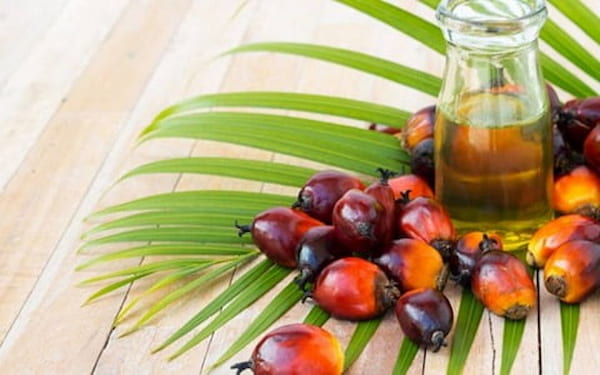 تصویر 3 از قیمت روغن هسته خرما با کیفیت ارزان + خرید عمده
